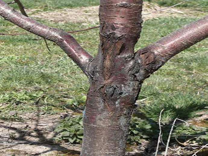 Βακτηριακό έλκος των πυρηνοκάρπων