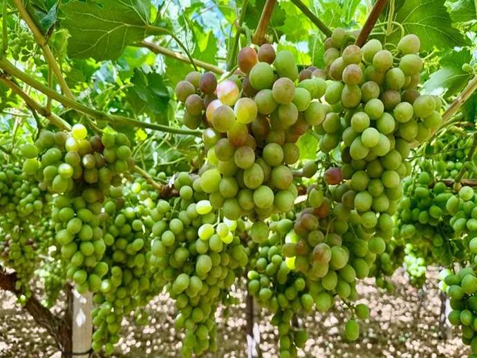 Περκασμός: Τι πραγματικά συμβαίνει στα σταφύλια