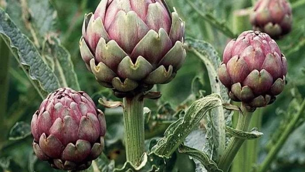 Λίπανση αγκινάρας: Πρόληψη μικρών κεφαλών λουλουδιών