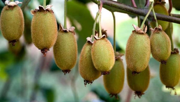 Ακτινίδιο: Φύτευση, κλιματικές και εδαφικές απαιτήσεις