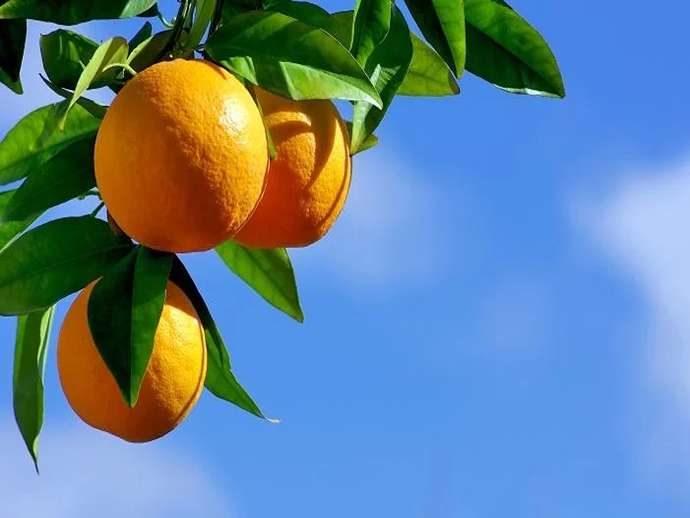Πορτοκάλι Βαλένθια: ο βασιλιάς των εσπεριδοειδών που ωριμάζουν αργά
