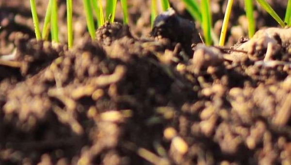 Υγεία του εδάφους: Διαχείριση του εδάφους για την καλλιέργεια της ανθεκτικότητας