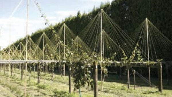 Προστασία από τον παγετό