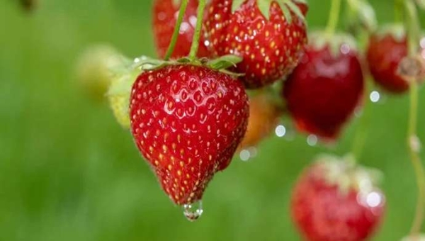 Καλλιέργεια φράουλας: λιγότερο νερό, μεγαλύτερη παραγωγικότητα