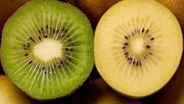 Ακτινίδια και κίτρινες ποικιλίες οδηγούν την ανάκαμψη της Ιταλίας