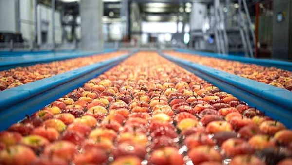 Φυσιοπάθειες μήλων μετά τη συγκομιδή: τι είναι;