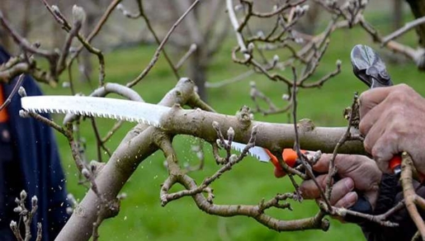 Κλάδεμα μηλιών: τεχνικές αρχές και ιδανικός χρόνος