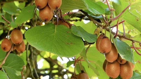 Κλάδεμα ακτινιδίων: διαφορές μεταξύ πράσινων και κίτρινων ποικιλιών