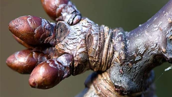 Κλάδεμα κερασιών: γιατί πρέπει να το αποφεύγετε τον χειμώνα