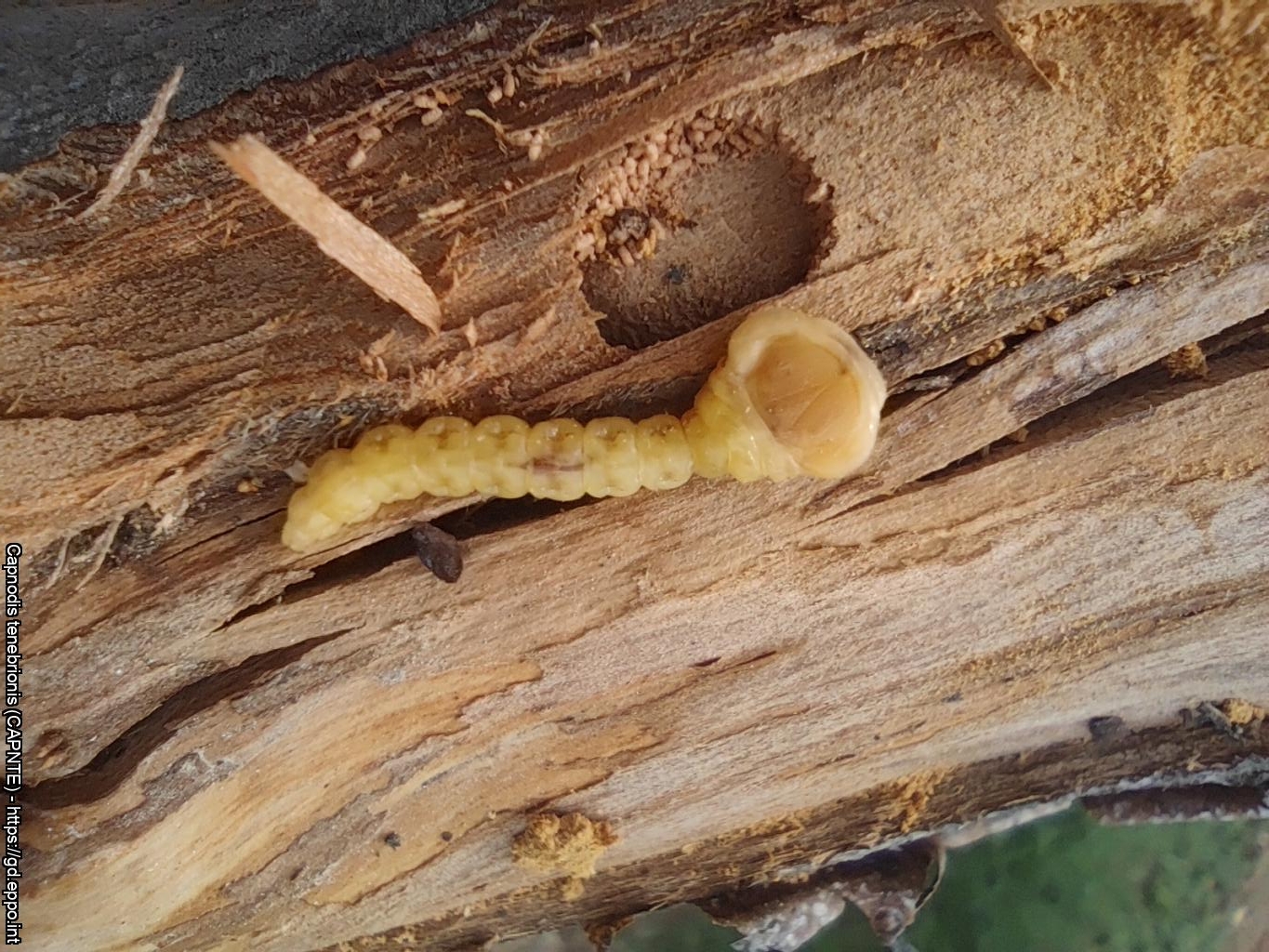 Kapnodis