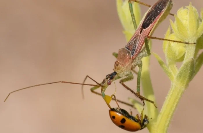 cimice assassina 1 1